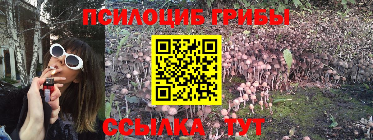 Галлюциногенные грибы Psilocybe Дзержинский